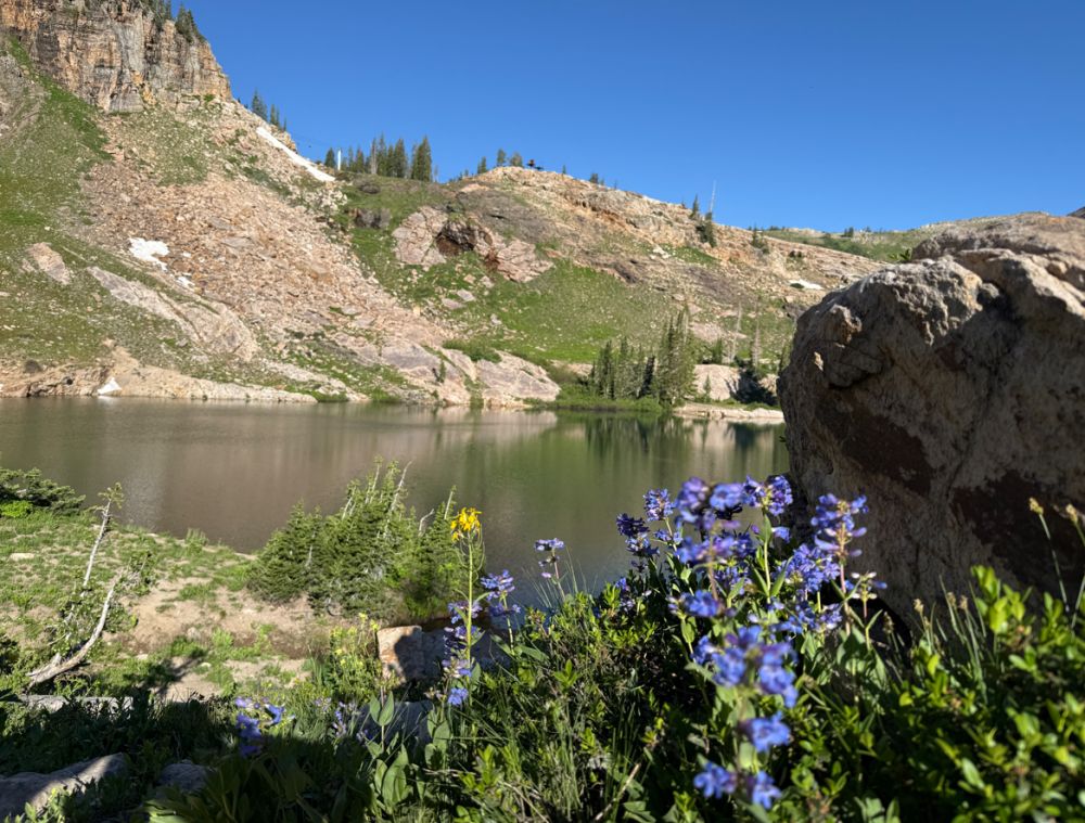 Wildflowers at Cecret Lake