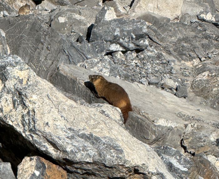 Marmot below Devil's Castle at Alta