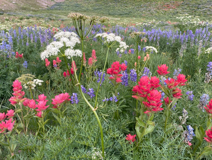 Wildflowers in the Timpanogos Basin
