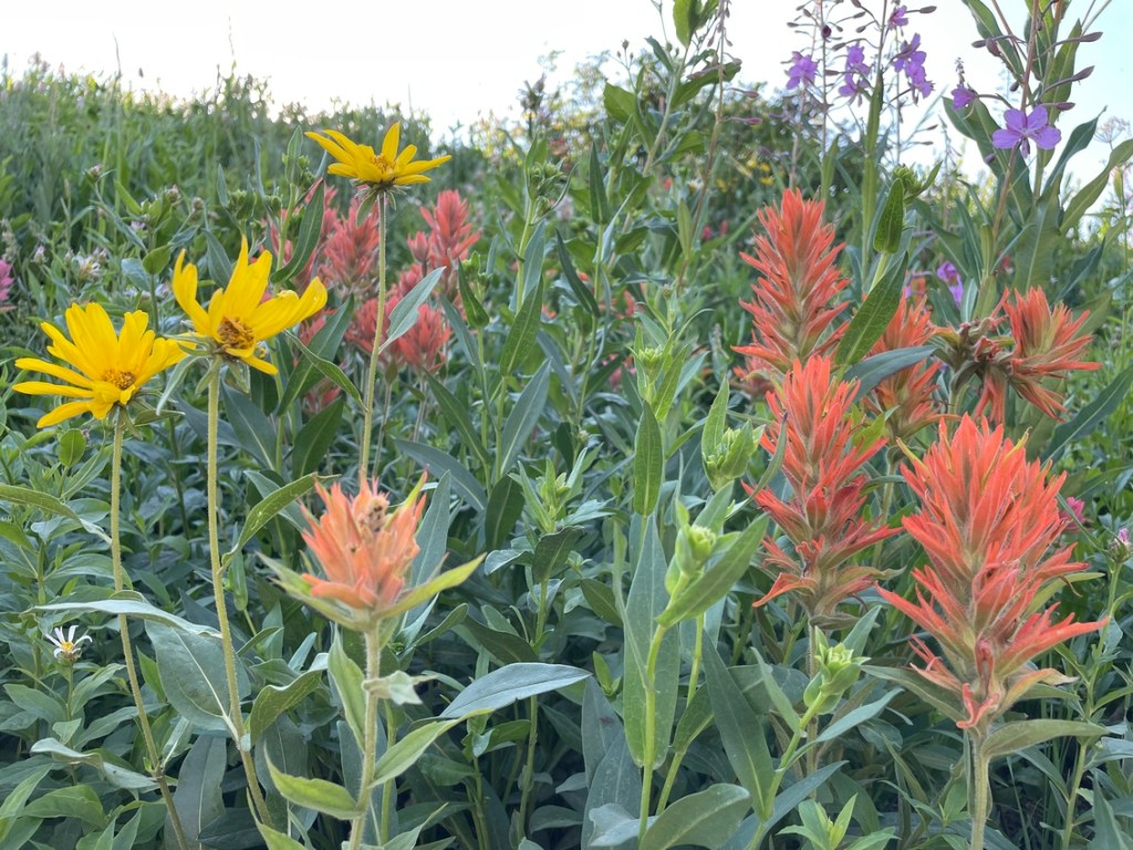 Albion Basin red and yellow wildflowers
