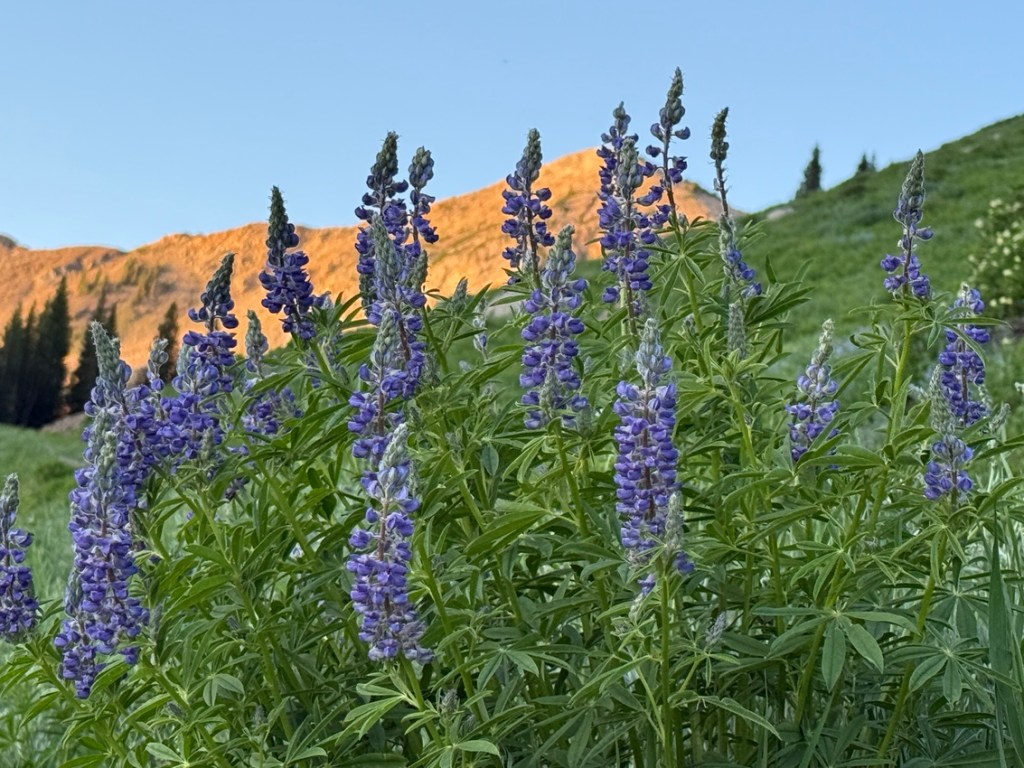 Albion Basin silvery lupine