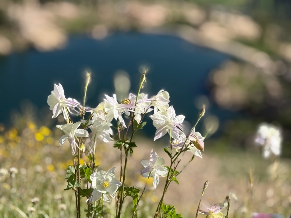 Amazing white columbine above Cecret Lake at Alta