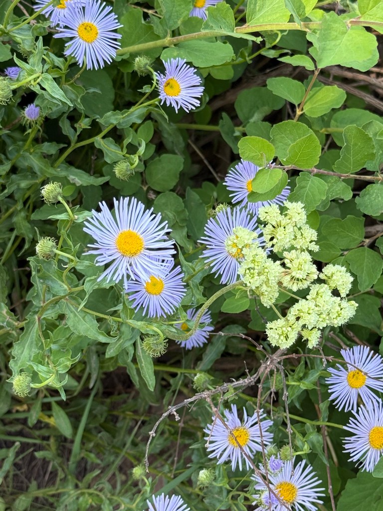 Aspen Daisies along the Desolation Lake Trail