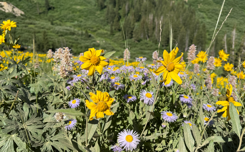 Aspen daisies and yellow wildflowers