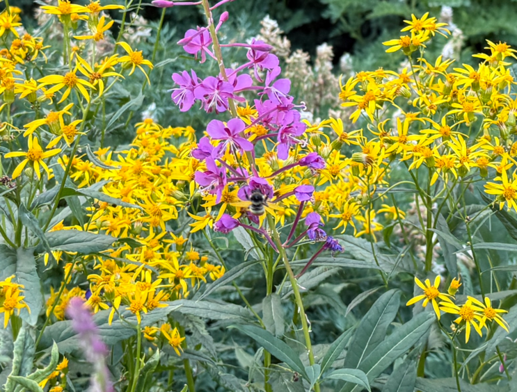 Bee on fireweed along the Desolation Lake trail