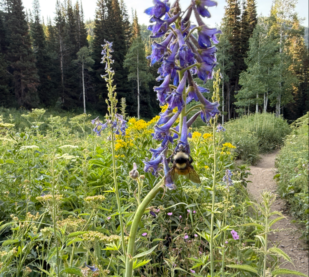 Bee on a flower on Desolation Lake trail