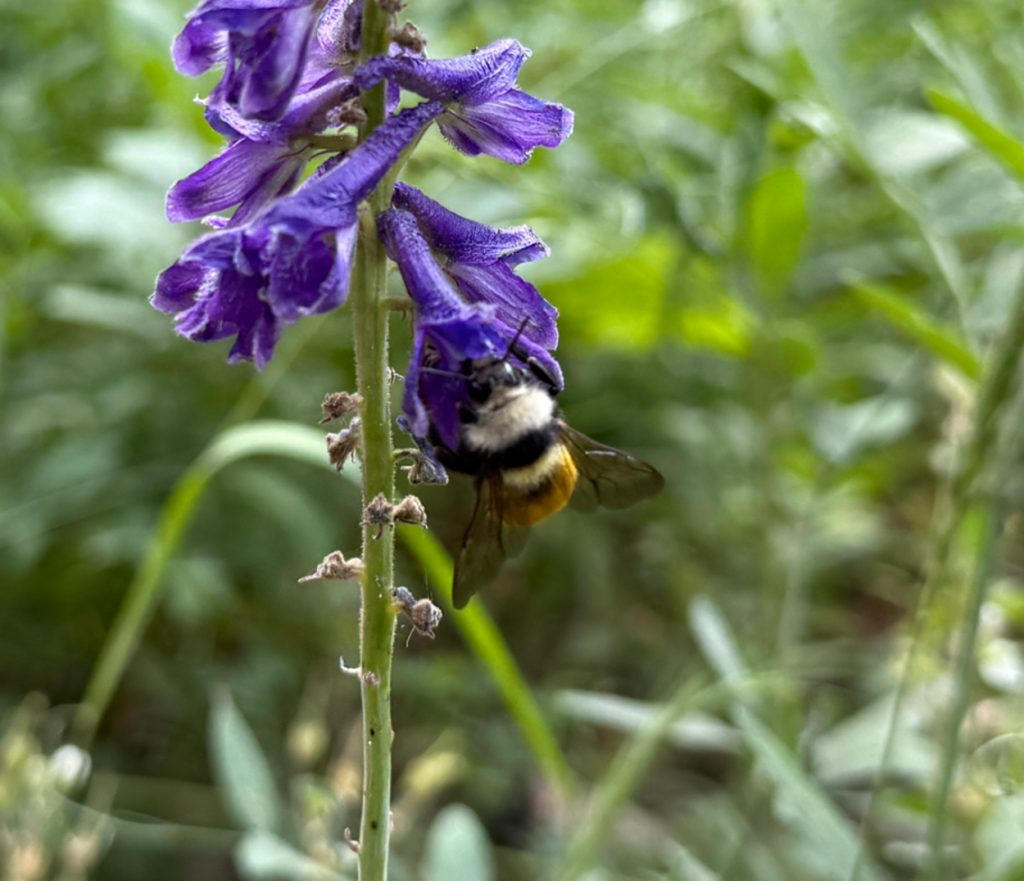 Bee on fireweed along the Desolation Lake trail