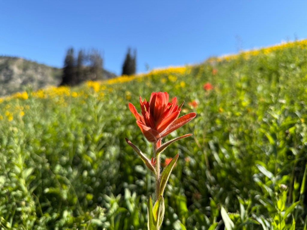 Bright Indian paintbrush at Alta