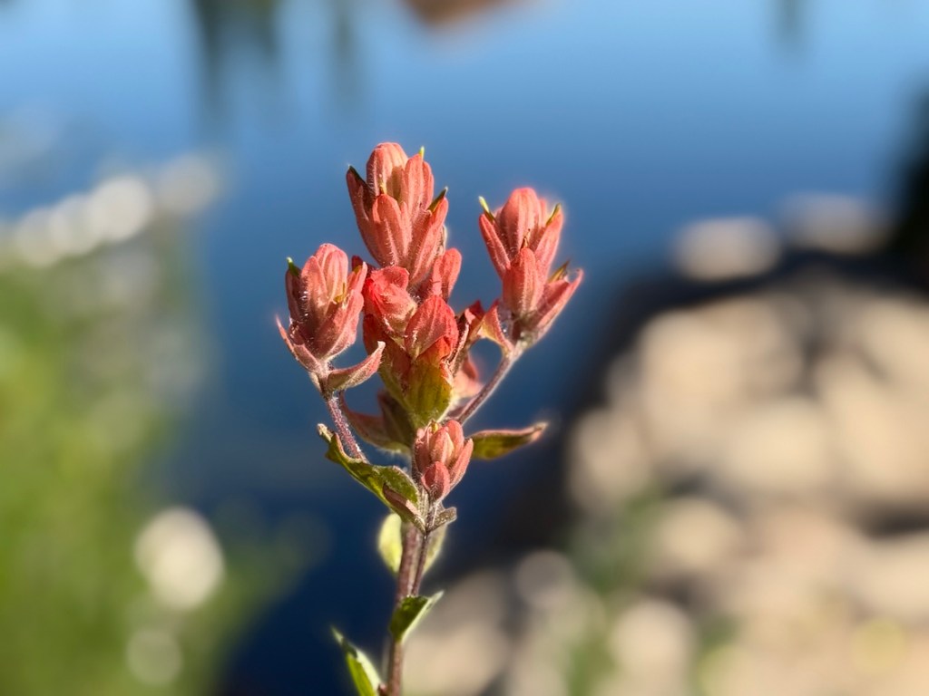 Brilliant Indian paintbrush with Cecret Lake in the background