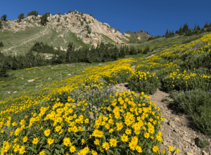 Wildflowers on the way up the Cardiff Pass trail