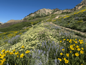 Wildflowers on the way up the Cardiff Pass trail