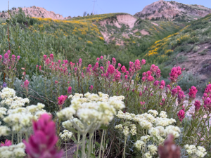 A close-up view of colorful wildflowers, including pink and white blooms, with the trail to Cardiff Pass in the background.