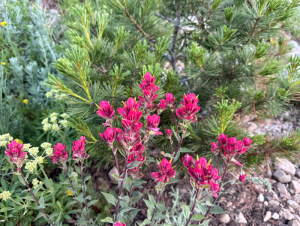 Indian Paintbrush along the Cardiff Pass trail