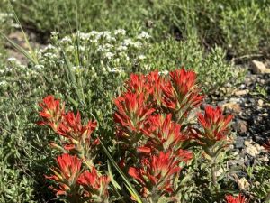 Cardiff pass Indian Paintbrush