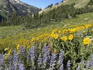Cardiff pass wildflowers