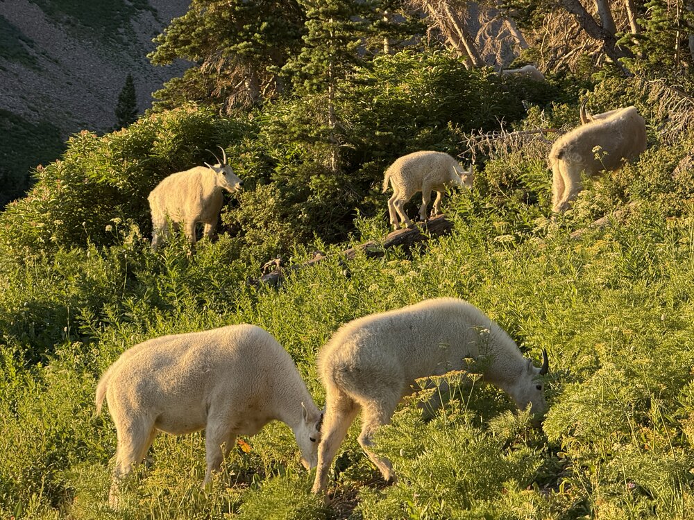 Closer view of mountain goats on Timpanogos Trail