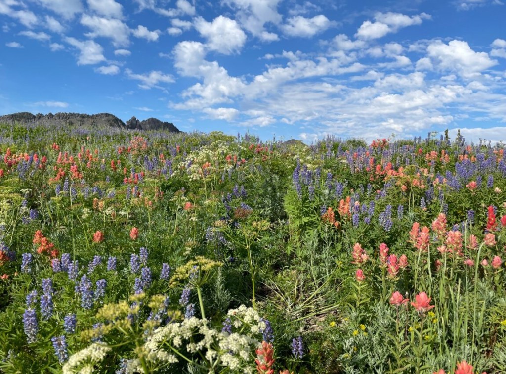 Colorful wildflowers of the Wasatch