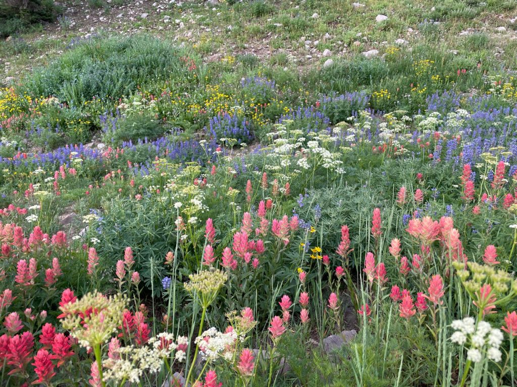 Colorful wildflowers in the Timpanogos basin