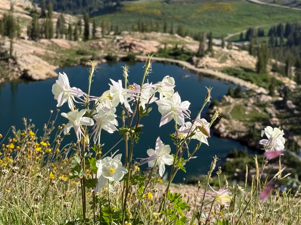 Columbine with Cecret Lake in background