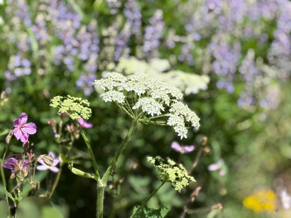Cow parsnip on the Wasatch Crest Trail