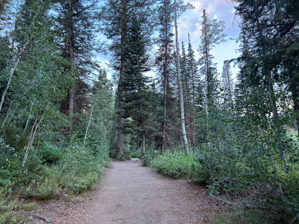 Donut Falls Trail going through aspen and pine trees