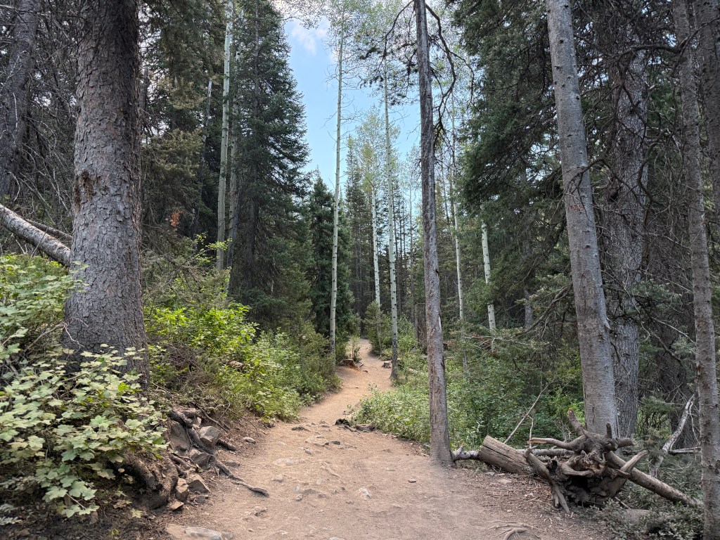 Donut Falls trail meandering through the pines