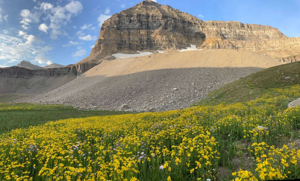 Field of yellow wildflowers below Timp