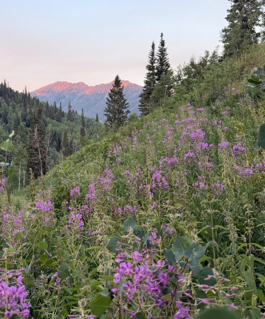 Fireweed along the Dog Lake trail