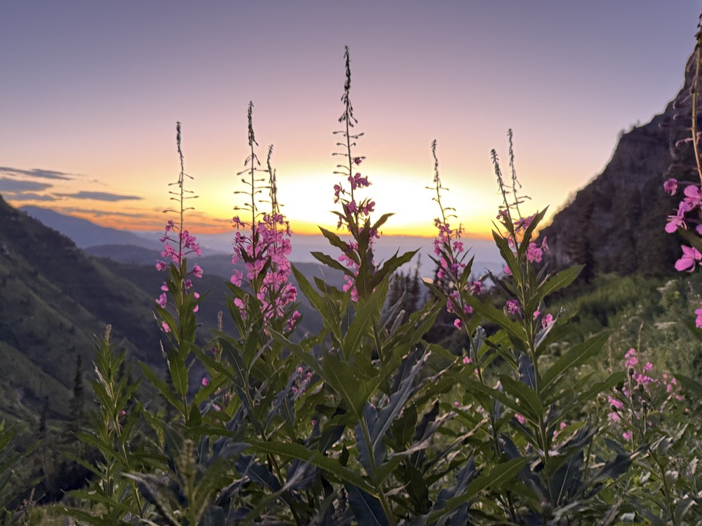 Fireweed at sunrise from the Mt Timpanogos Trail