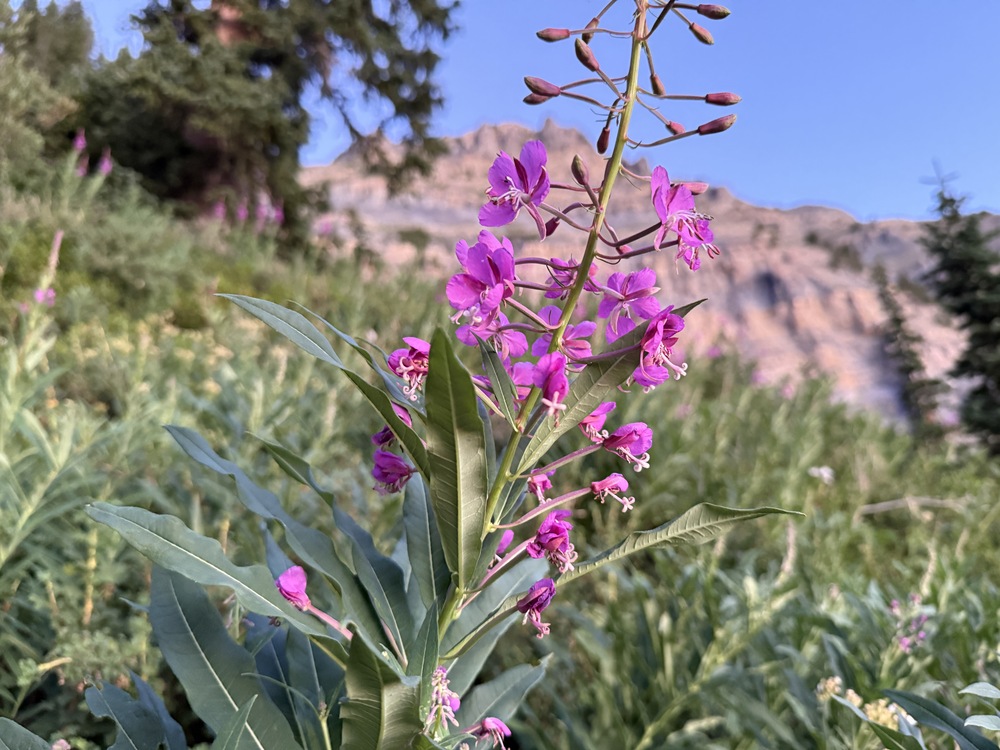 Fireweed close-up