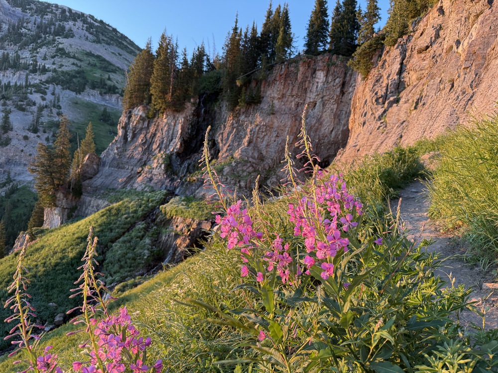 Fireweed along the Mt. Timpanogos Trail in the morning light