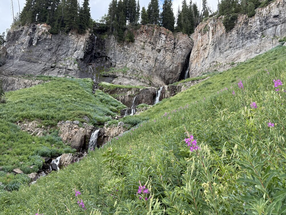 Fireweed off the Timpanogos trail near a multi-level waterfall