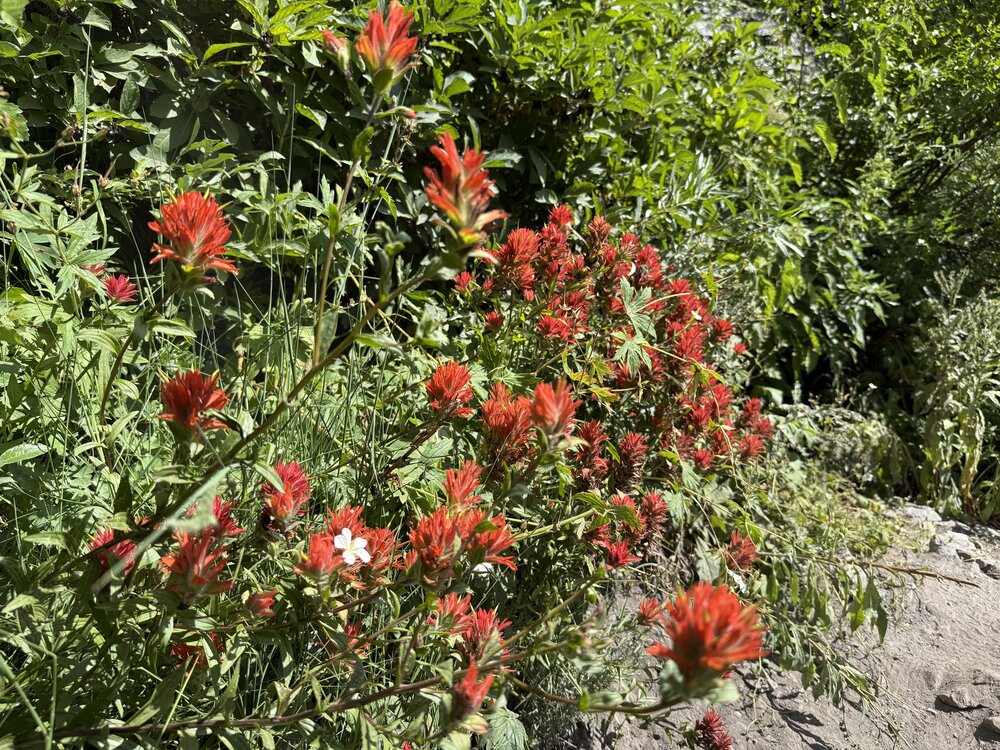 Gorgeous Indian Paintrush alont the Timpanogos Trail