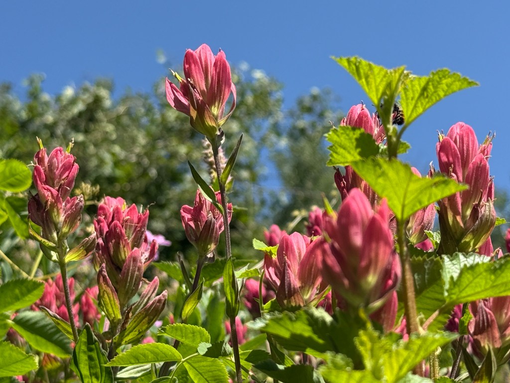 Indian paintbrush against a blue sky