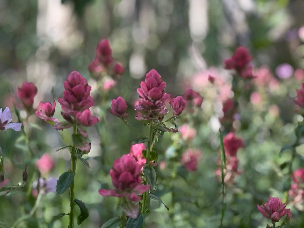 Indian paintbrush along the Desolation Lake Trail