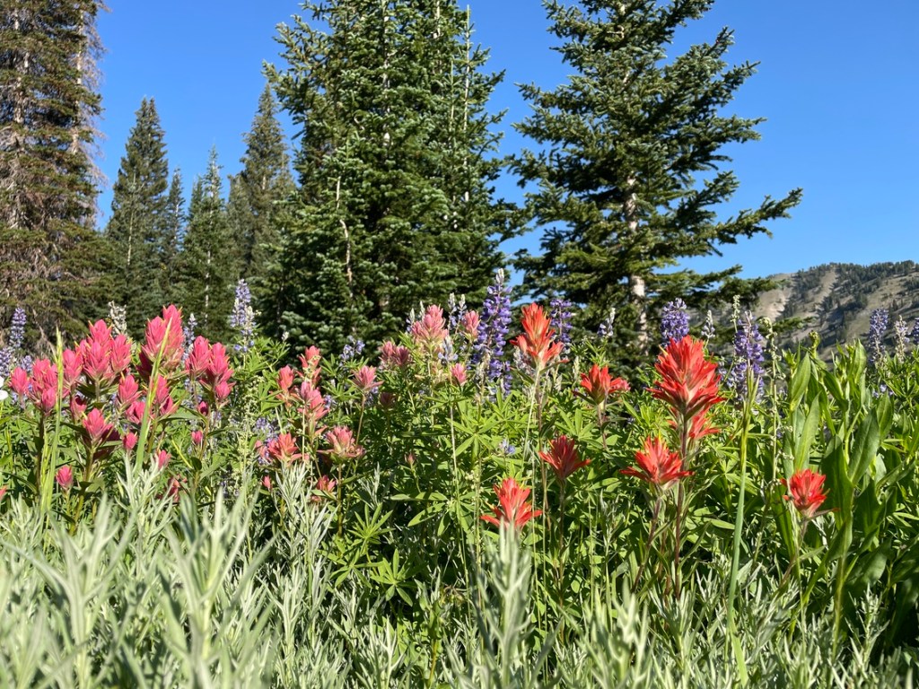 Indian paintbrush and lupine in the Wasatch