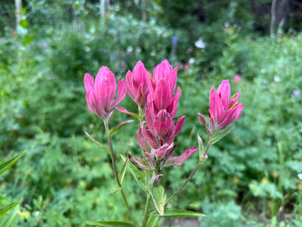 Indian paintbrush on Desolation Lake trail