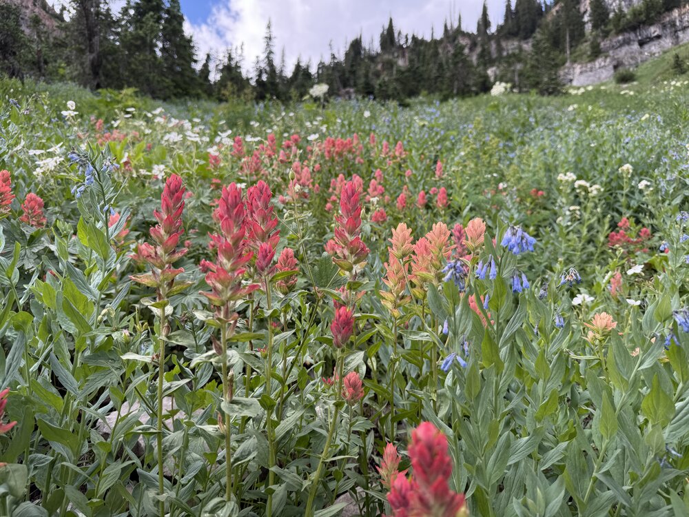 Indian Paintbrush off the Mt. Timpanogos Trail