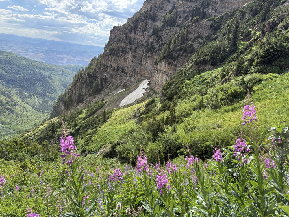 Looking down at the view past fireweed