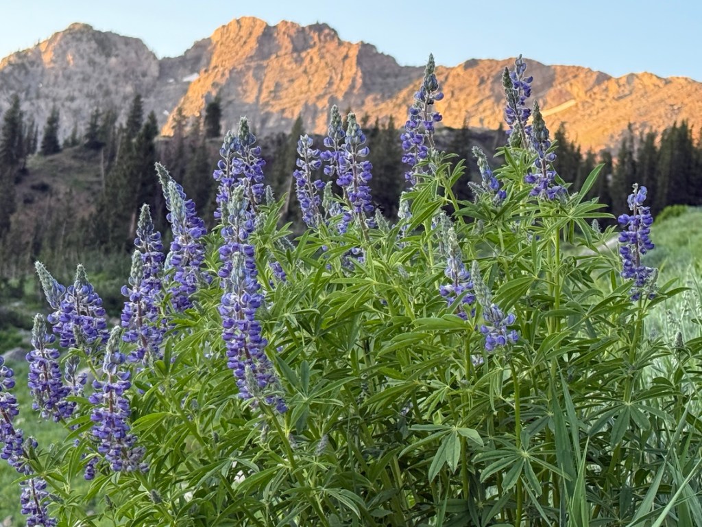 Lupine with Devils Castle in background at Alta