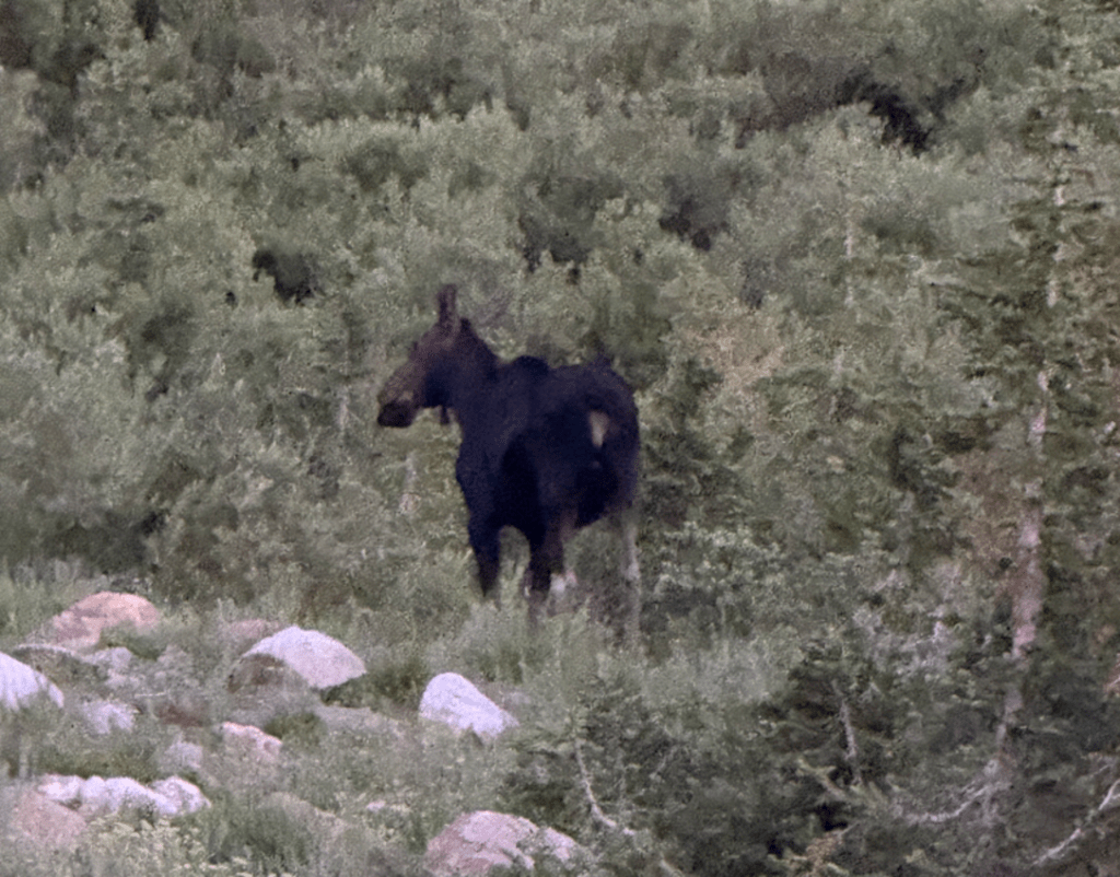 Moose at Alta