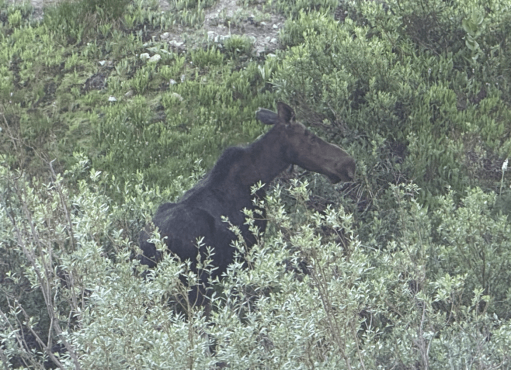 Moose in the brush at Alta