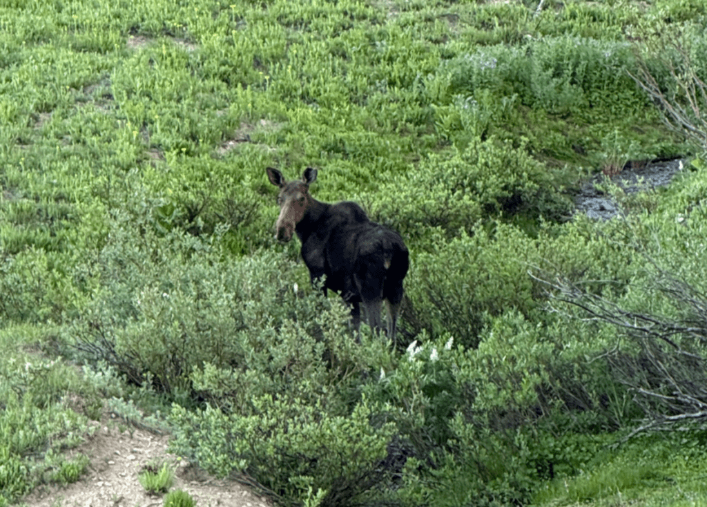 Moose by a stream in Albion Basin at Alta