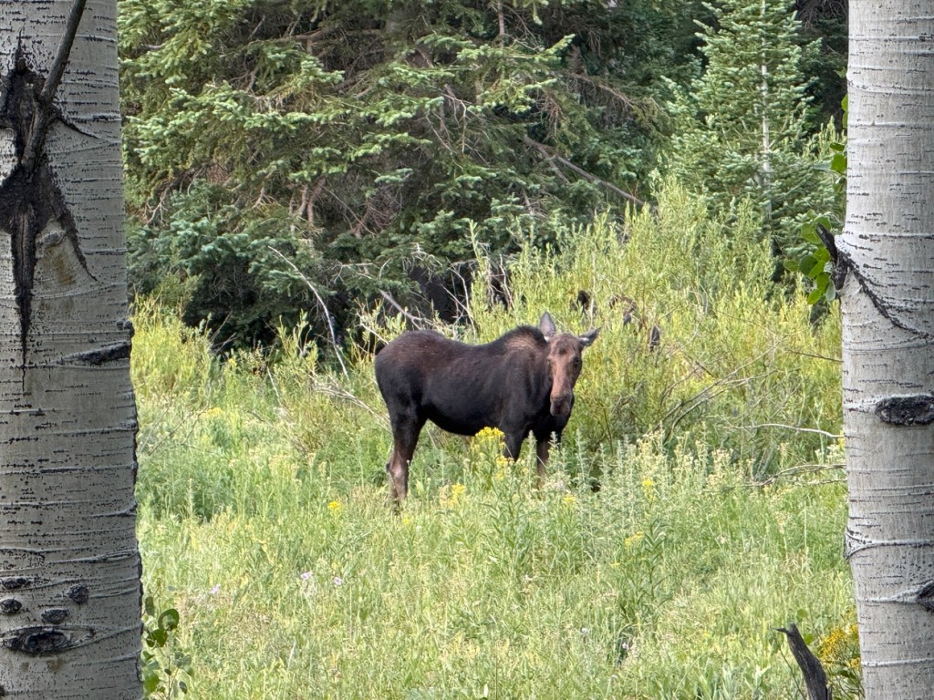 Moose on Desolation Lake trail