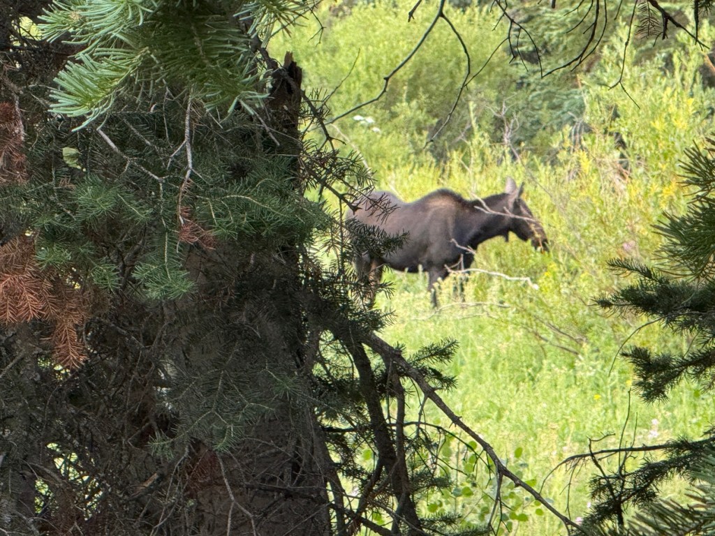 Moose on Dog Lake trail