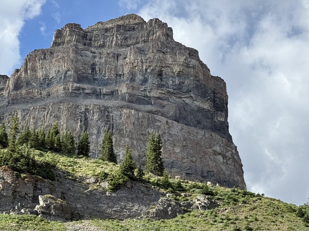 Mountain goats below The Shoulder