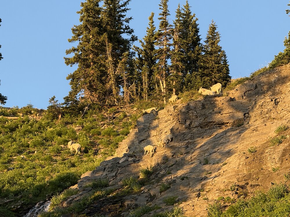 Mountain goats on cliff above the Timp trail
