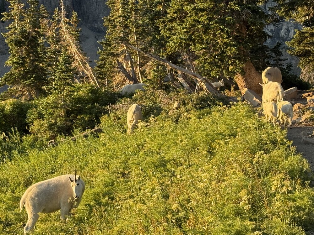Mountain goats on Timpanogos Trail