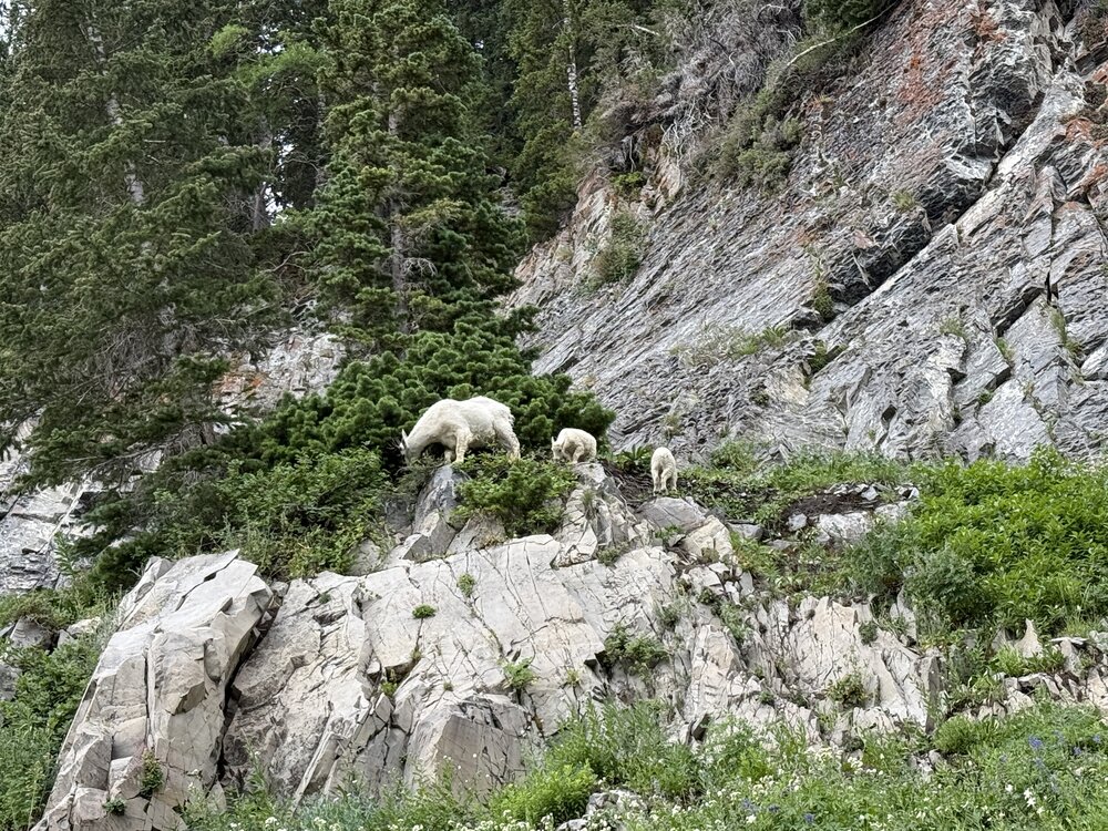 Nanny and kid mountain goats Timpanogos Trail