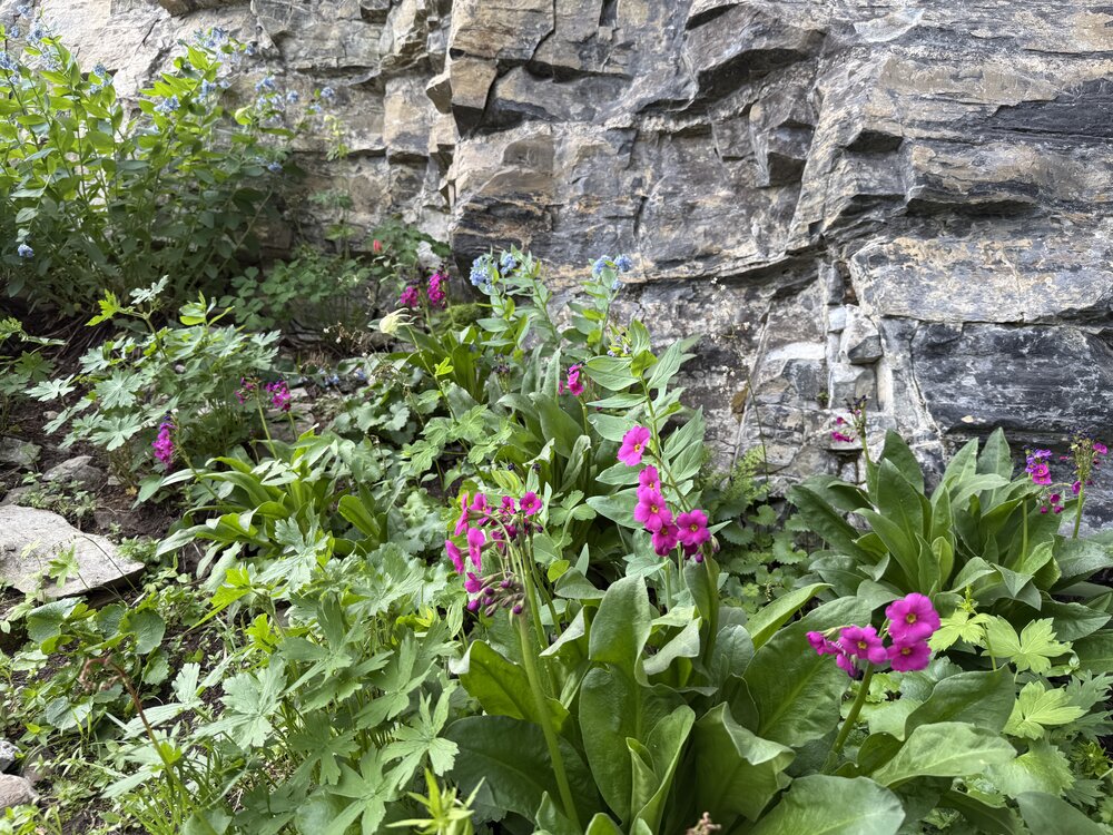 Parrys primrose along the Timpanogos Trail